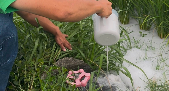 5月の施用イメージ