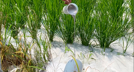 7月の施用イメージ