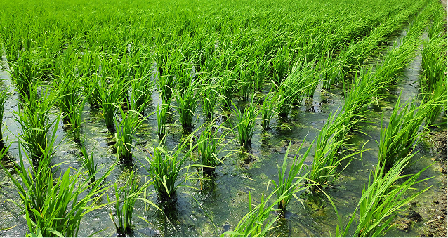 水田で散布ムラが出るイメージ