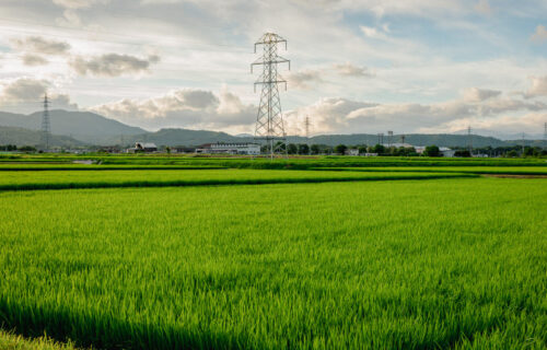 High temperature damage to rice