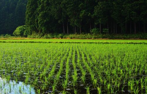 Paddy rice early growth