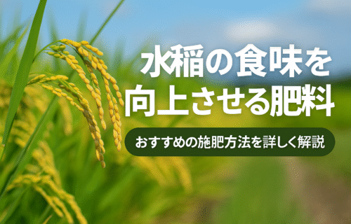 水稲 食味 向上 肥料