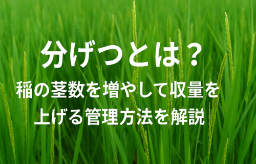 分げつとは