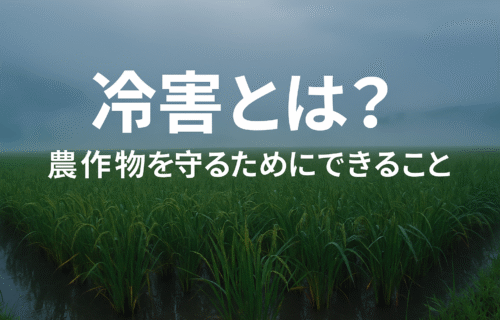冷害とは？