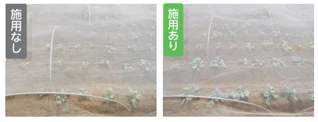 千葉県のキャベツ試験における施用なし区とリーフエナジー施用あり区の圃場比較