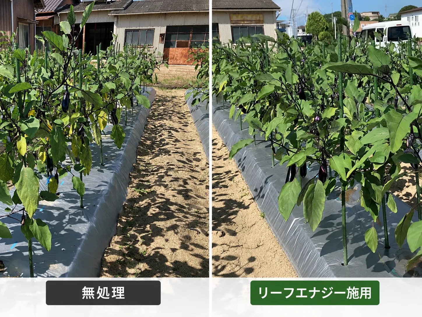 岡山県のナス圃場における無処理区とリーフエナジー施用区の生育比較