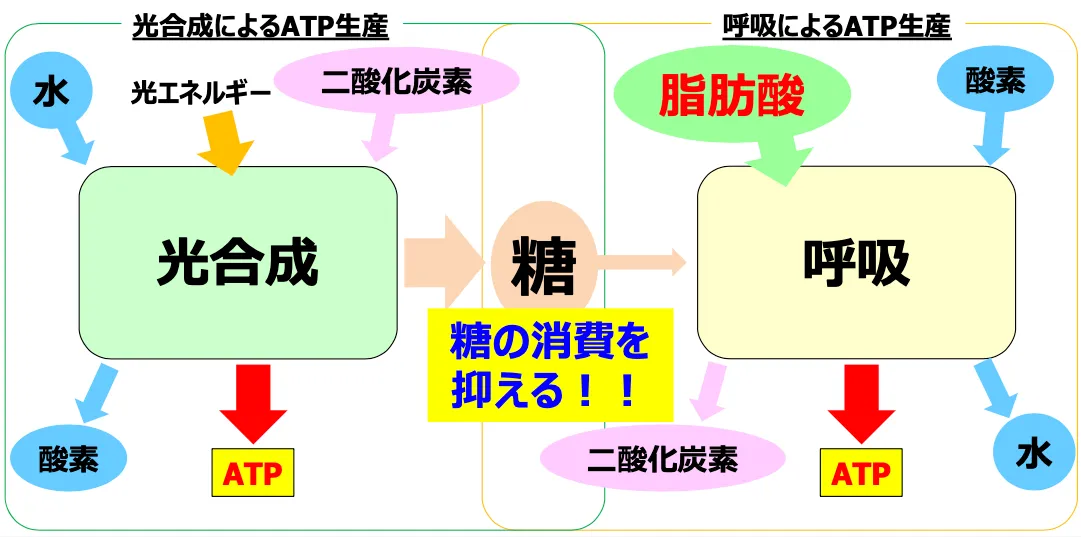 脂肪酸が呼吸によるATP生産に使われることで、糖の消費を抑える仕組みを示した図