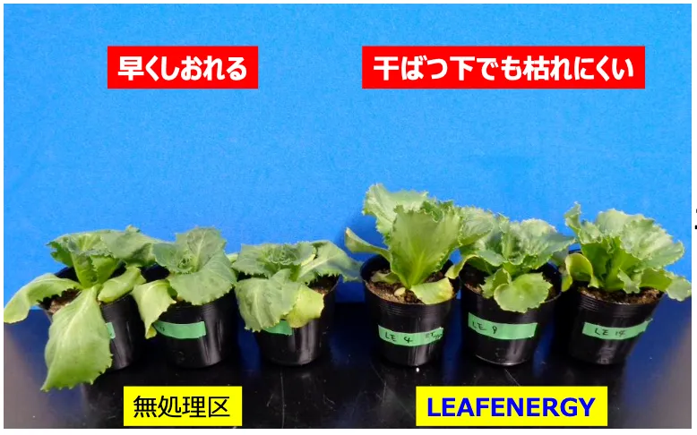 1週間潅水しない干ばつ条件下でのレタス（シスコ）の無処理区とリーフエナジー施用区のしおれ方の比較
