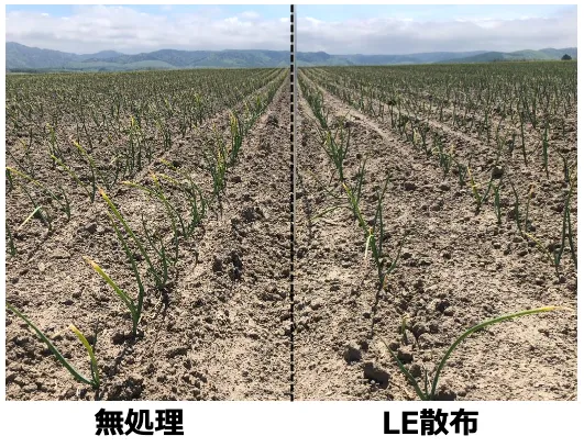 北海道常呂郡訓子府町の玉ねぎ圃場における無処理区とリーフエナジー散布区の生育比較