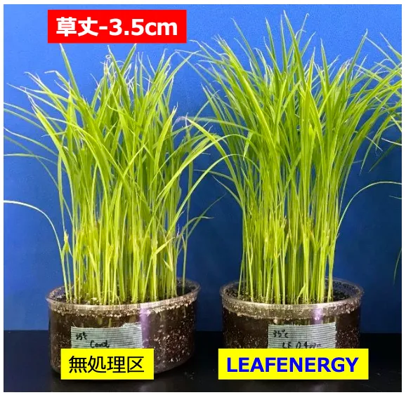 高温ストレス条件下で栽培したイネ（日本晴れ）の無処理区とリーフエナジー施用区の草丈比較
