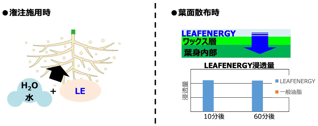 リーフエナジーが潅注では根から、葉面散布では葉から取り込まれることを示した図