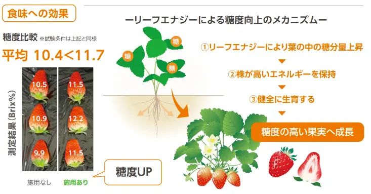 リーフエナジー施用によるイチゴの糖度比較と、葉の糖分量から果実の糖度向上につながる仕組み