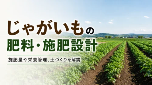 じゃがいも畑を背景にした「じゃがいもの肥料・施肥設計」のアイキャッチ画像