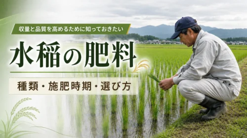 水田で稲の状態を確認する農家と「水稲の肥料」のタイトル