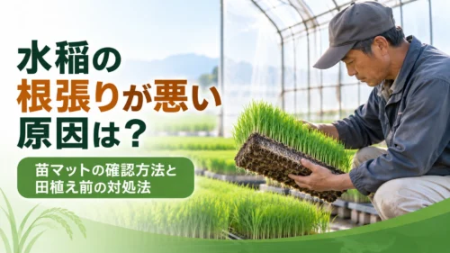 水稲苗の苗マットを手に取り根張りを確認する農業者