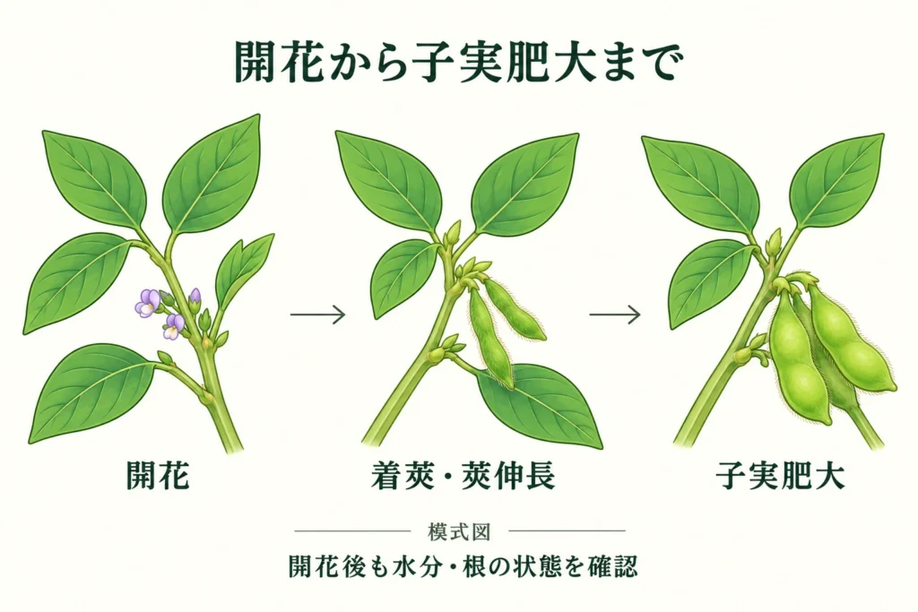 大豆の小さな花、若い莢、子実が肥大した緑の莢を並べた生育の流れの模式図。