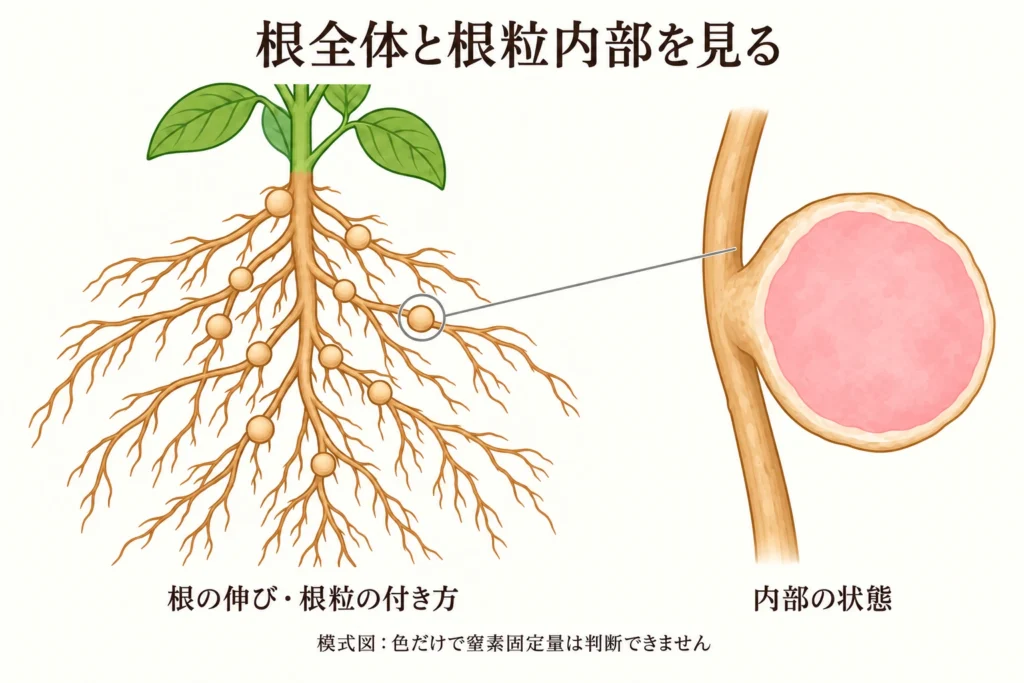 大豆の根の伸びと根粒の付き方、親根の側面に付いた根粒の内部を示す観察模式図。