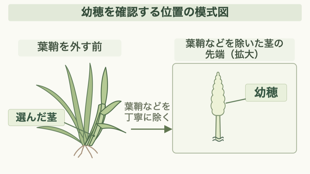小麦株から選んだ茎と、葉鞘などを除いた茎先端の拡大図。幼穂の位置を指示線で示す。